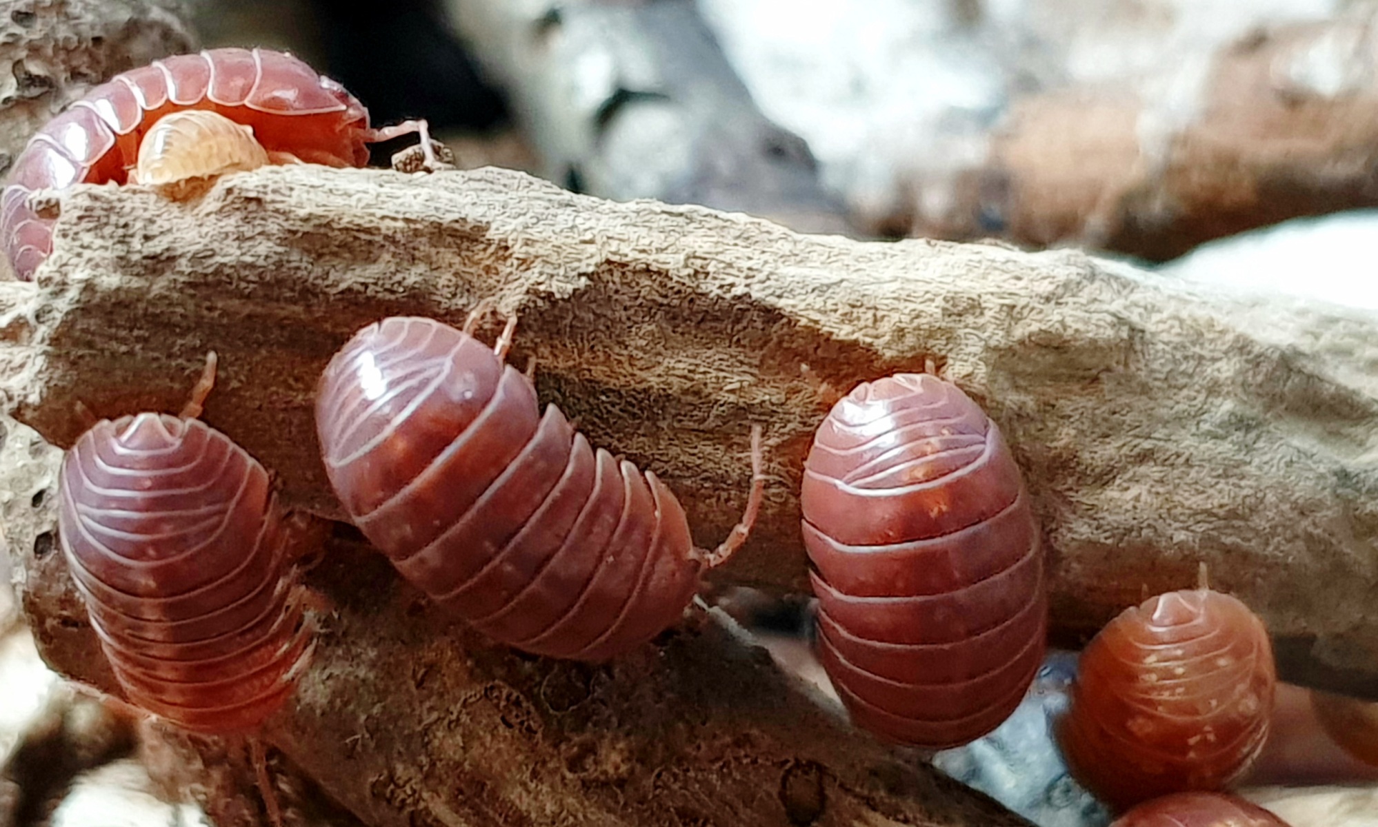 Pissebedden of Isopoda